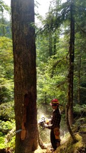 Removing hazard trees near the camping area at Lena Lake in early May 2018
