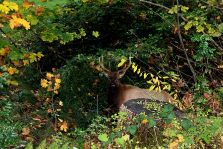 Large elk in Hood Canal area October 2017.