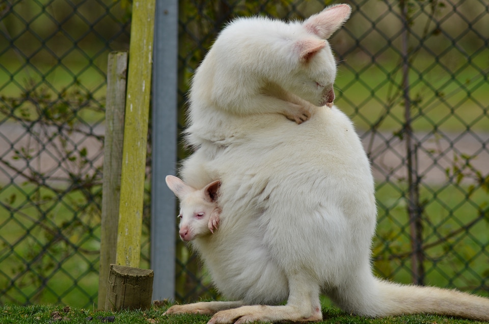 Mother and joey animals zoo