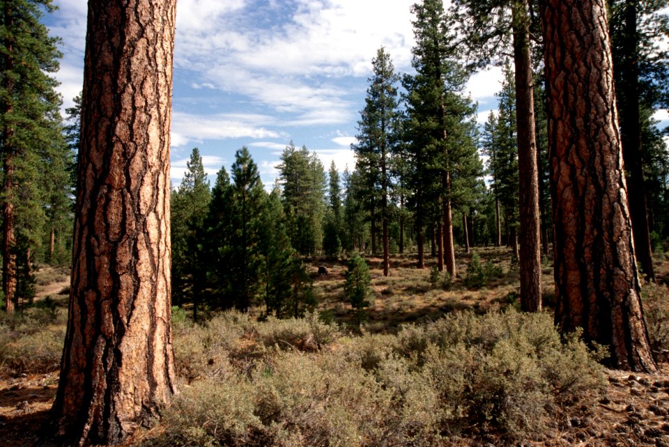 Fremont Winema National Forest, thinned ponderosa pine stand