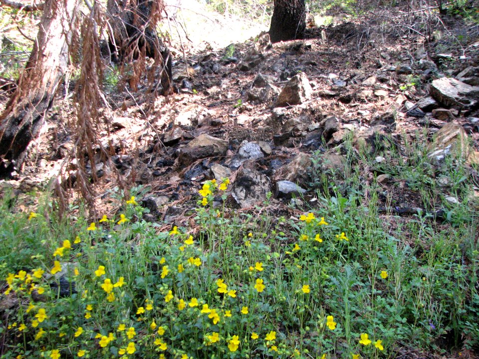 201905 FS Olympic Wildflowers are blooming in the burn area showing signs of life, by Betsy Howell