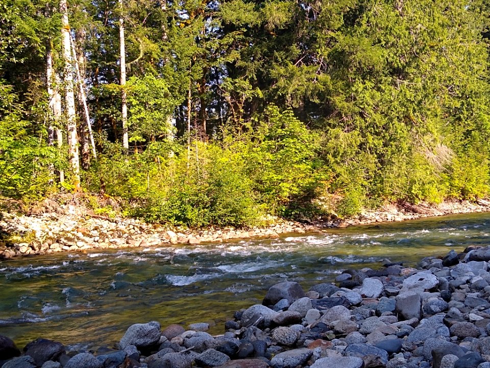 Summertime Sauk River near Bedal Campground, Mt. Baker-Snoqualmie National Forest. Photo by Anne Vassar July 30, 2020.