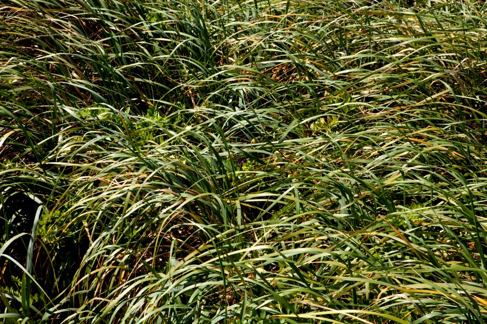 Bunchgrass and Flowers, Siuslaw National Forest