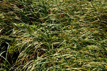 Bunchgrass and Flowers, Siuslaw National Forest