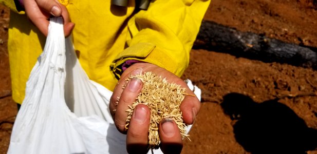 Straw and Seed Repair, Klondike Fire