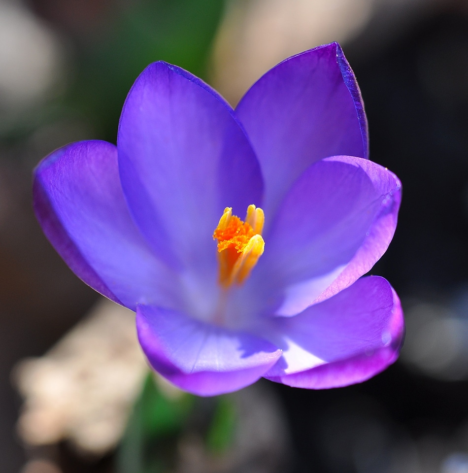 Bloom plant spring flower photo