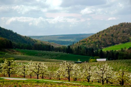 Loy fruittrees