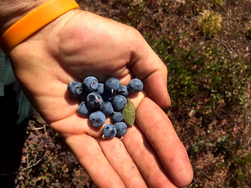 BerryPicking WRRD-OkaWenNFbyMasonSchuur2017Sept