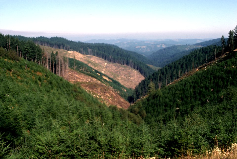Siuslaw National Forest, reforested clearcut.jpg