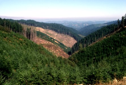 Siuslaw National Forest, reforested clearcut.jpg