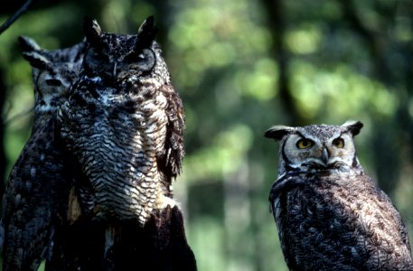 Pair of Great horned owls.jpg