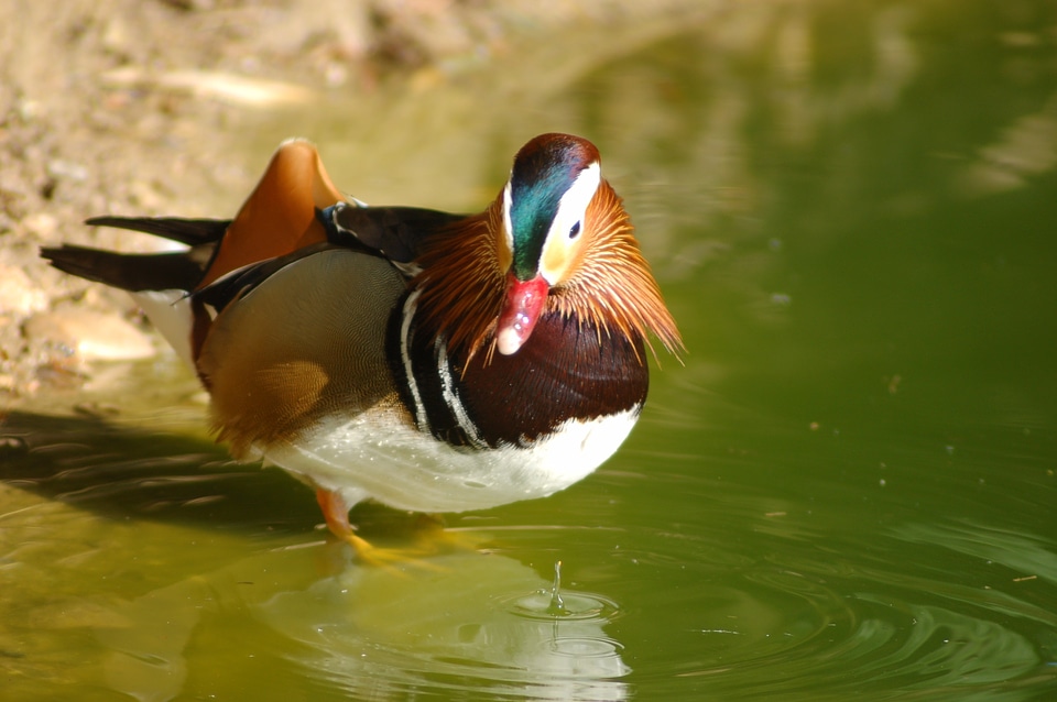 Nature pond laguna