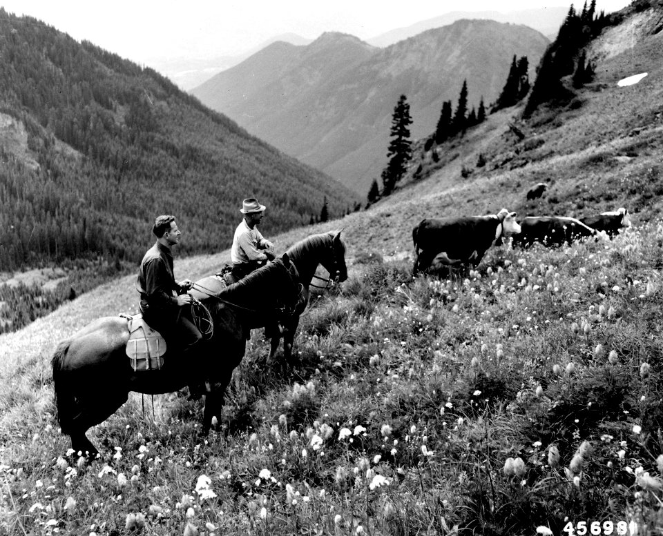456991 Cattle Grazing Permittee, WA 1949