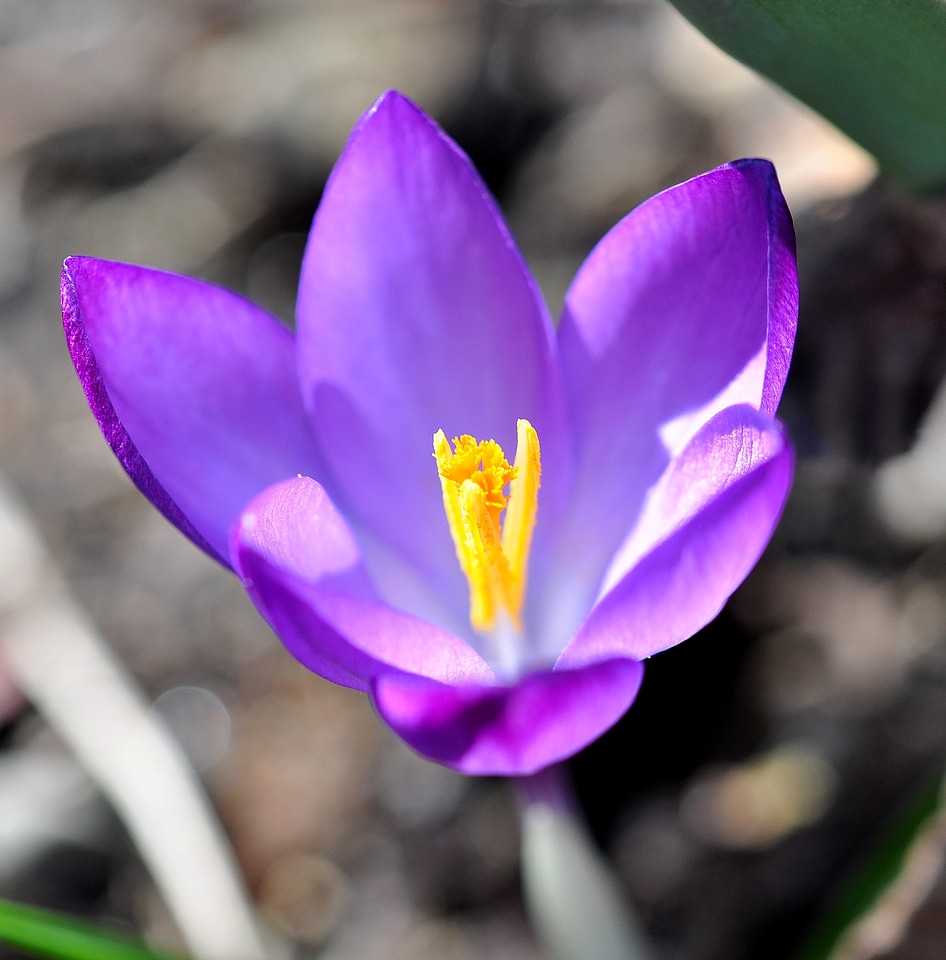 Bloom plant spring flower
