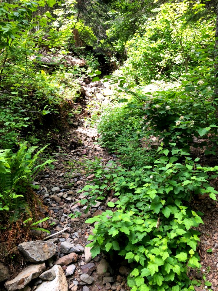 North Fork Walla Walla Trail