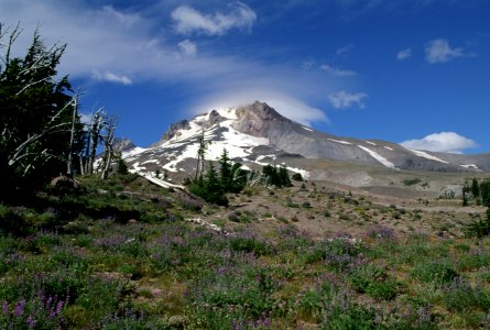Wildflowers and Mt Hood, Mt Hood National Forest.jpg photo
