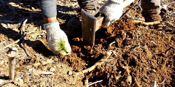 2019-May-deLeon-ColvilleNF-planting-2019-May-deLeon-ColvilleNF-planting-tree-tamp