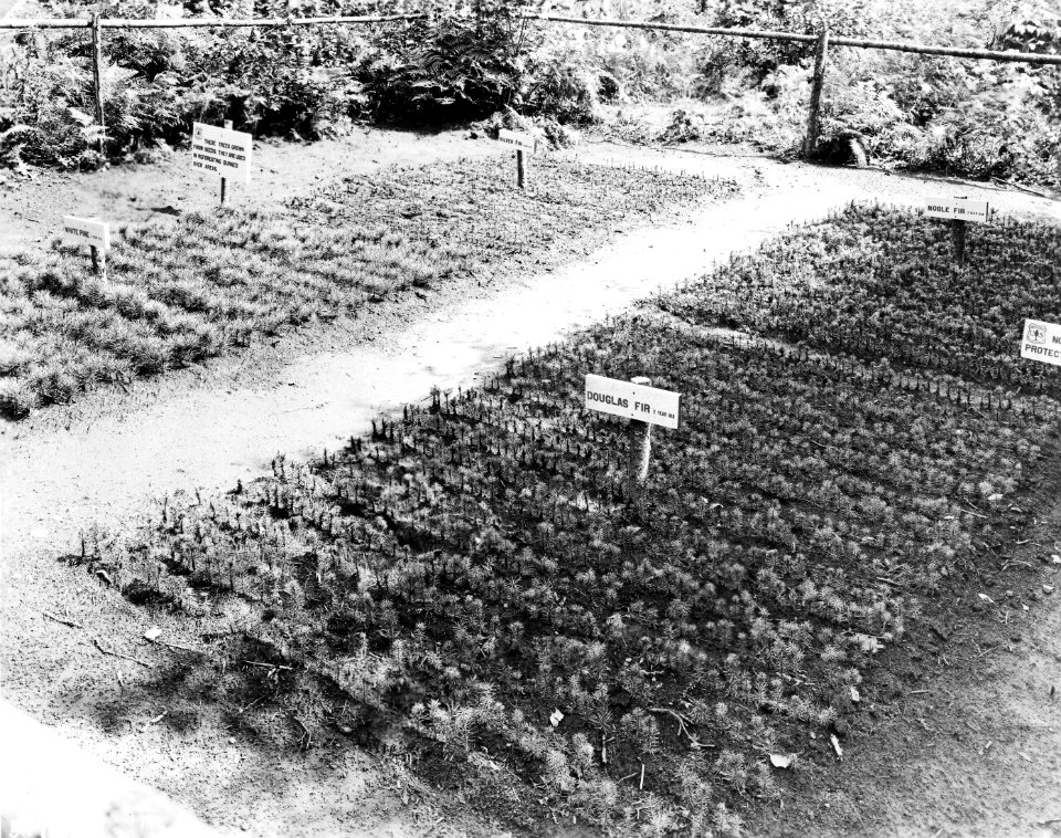 5174 Tree Seedling Beds at Wind River (maybe), Washington c1920 Prentiss