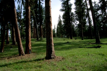 519 prescribed fire effects, Ochoco National Forest photo