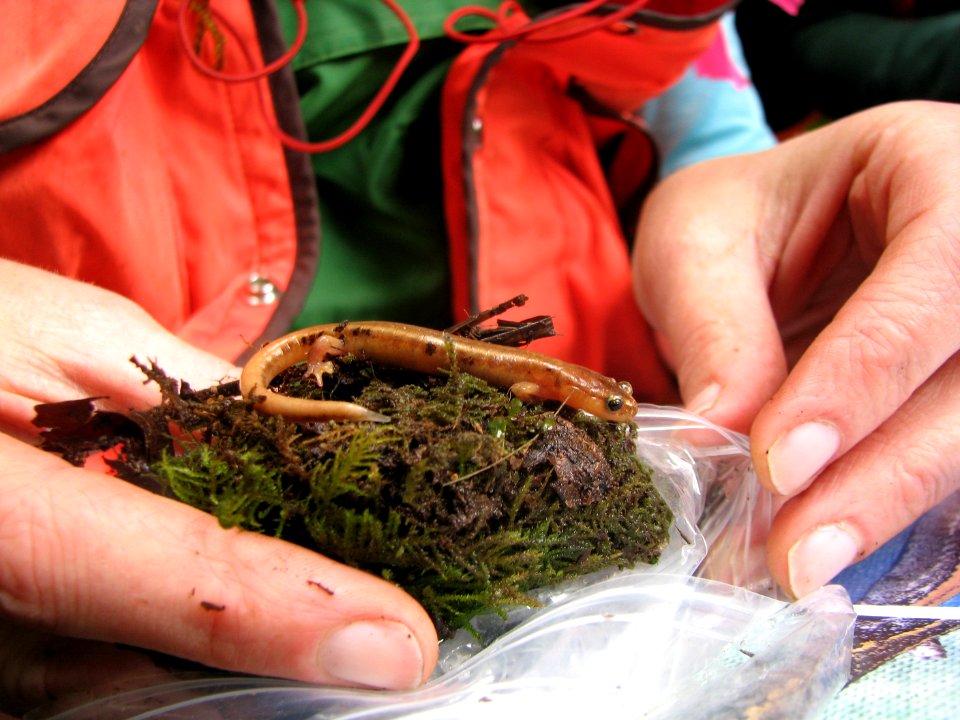 201905 Olympic Western red-backed salamander by Betsy Howell.