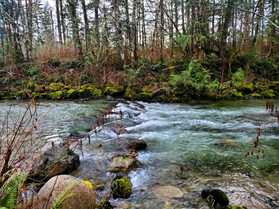 Illabot Creek, Mt. Baker-Snoqualmie National Forest. Photo by Anne Vassar December 10, 2020.