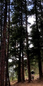 Motorcycle-FS TrailCrewPersonOnMotorcycle-Certifying USFS employees for trail motorcycles(4)OkaWenNFbyMasonSchuurUSFS-June2019