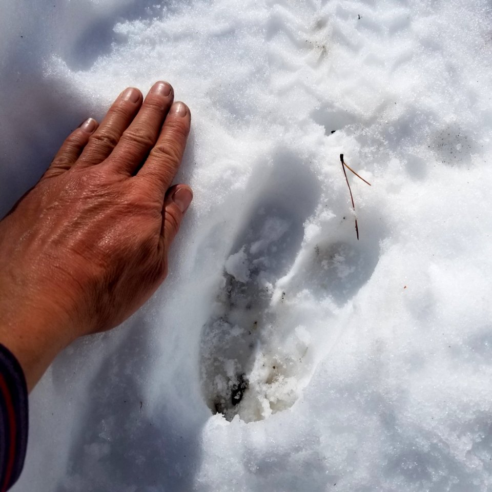 ChelanRidgeHawkWatchSnowEvent-MooseTrackInSnowWithHumanHandComparison ChelanRD-OkaWenNFbyJanet MillardUSFS 2019-10-01