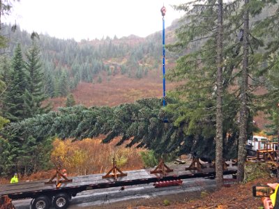 Tree Cutting TreeHorizontal