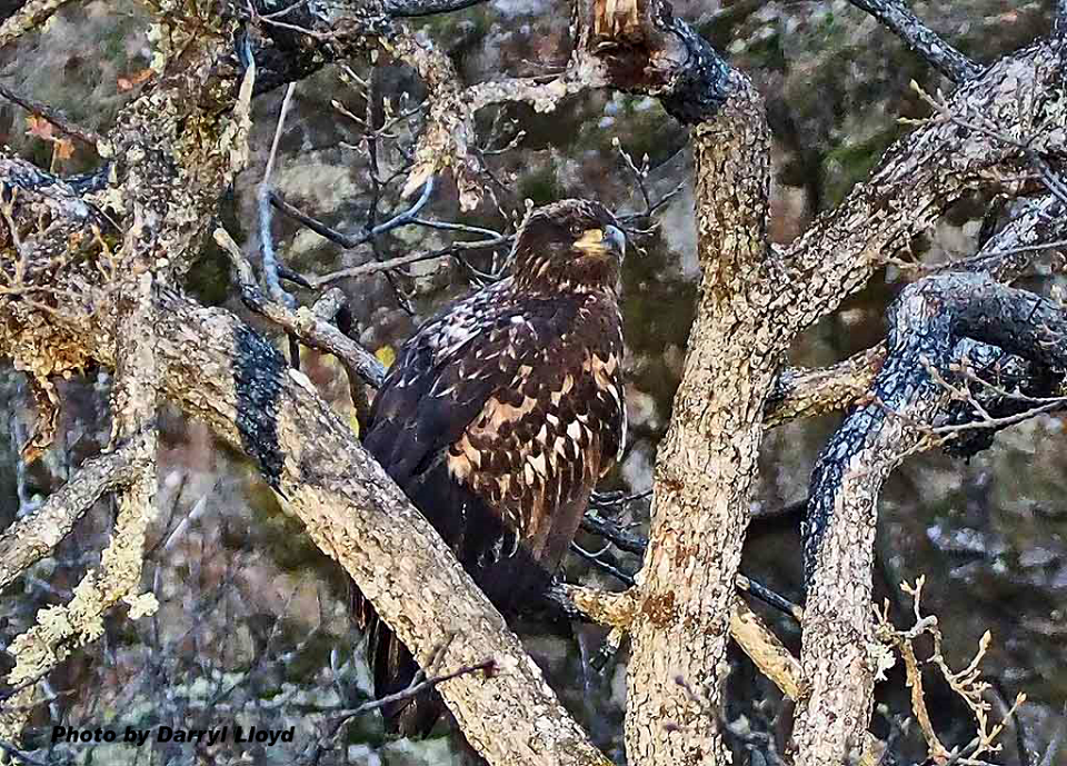 Immature bald eagle—one of a pair. Photo by Darryl Lloyd.