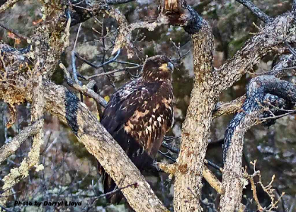 Immature bald eagle—one of a pair. Photo by Darryl Lloyd.