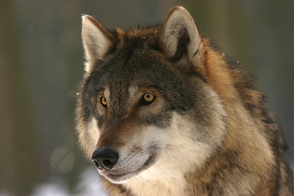 Mammal wolves european wolf