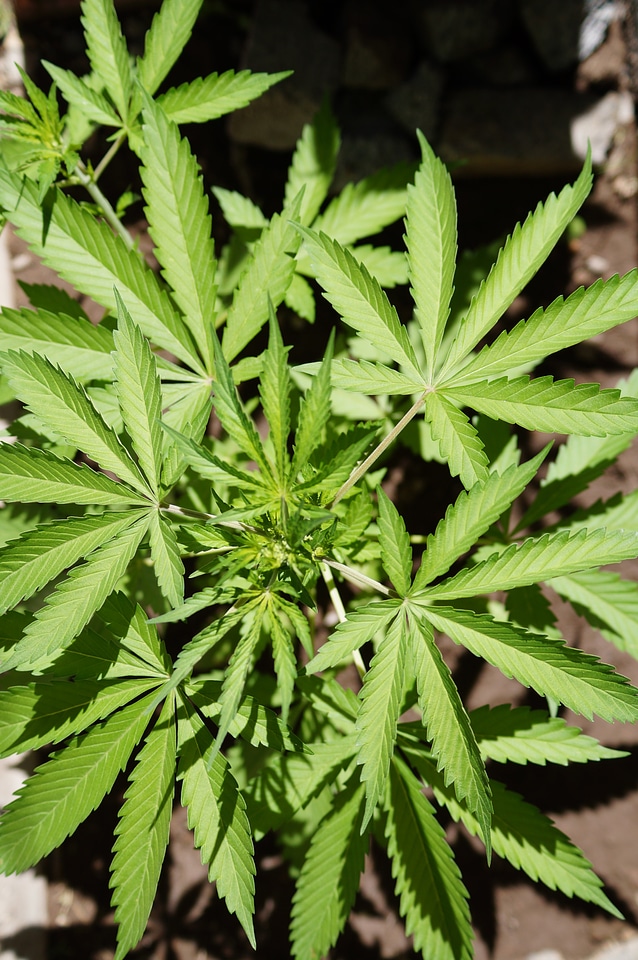 Cannabis leaf nature