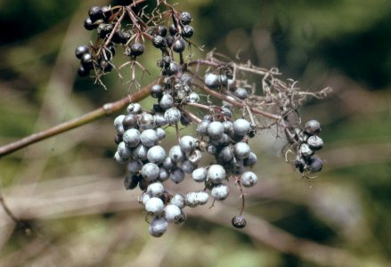 Willamette NF - Shrub Berries, OR 1978 photo