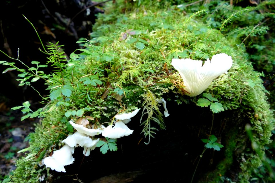 FAiry land with fungus and moss oh my