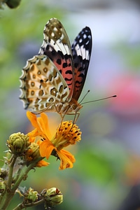 Spring plant garden
