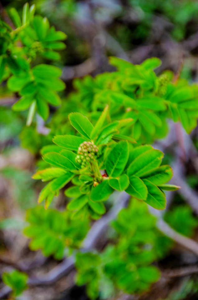 Leaf Detail at Timberline Lodge-Mt Hood