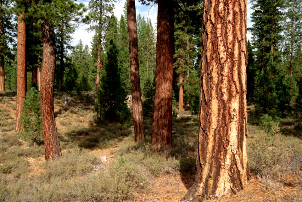 Fremont Winema National Forest, thinned ponderosa pine stand