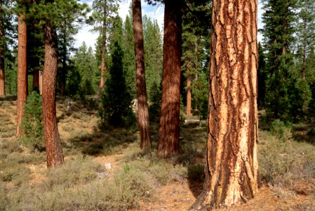 Fremont Winema National Forest, thinned ponderosa pine stand photo