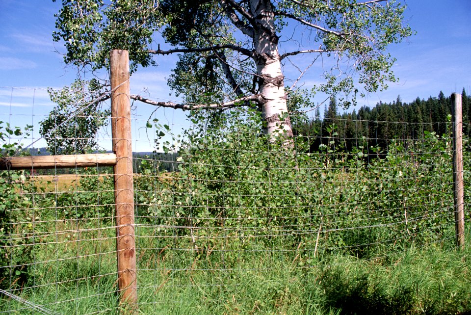 Malheur National Forest, aspen fencing
