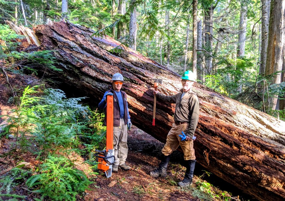 201911025 Gray Wolf clearing Lena Lake Trail 02  photo by Larry Ward