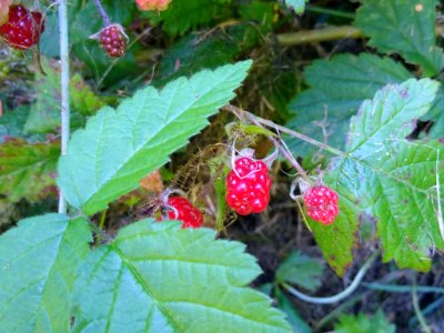 Blackberries at Verlot, Mt. Baker-Snoqualmie National Forest. Photos taken by Anne Vassar July 26, 2020