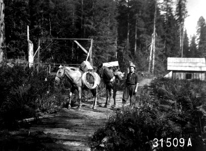 31509A Carrying Phoneline, Snoqualmie NF, WA 1911