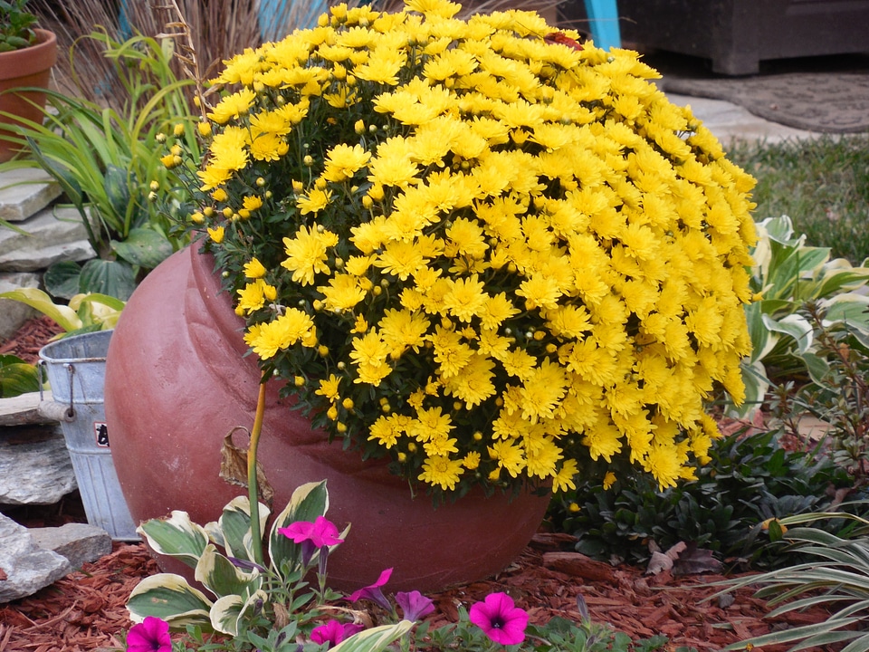 Pot pottery plant photo