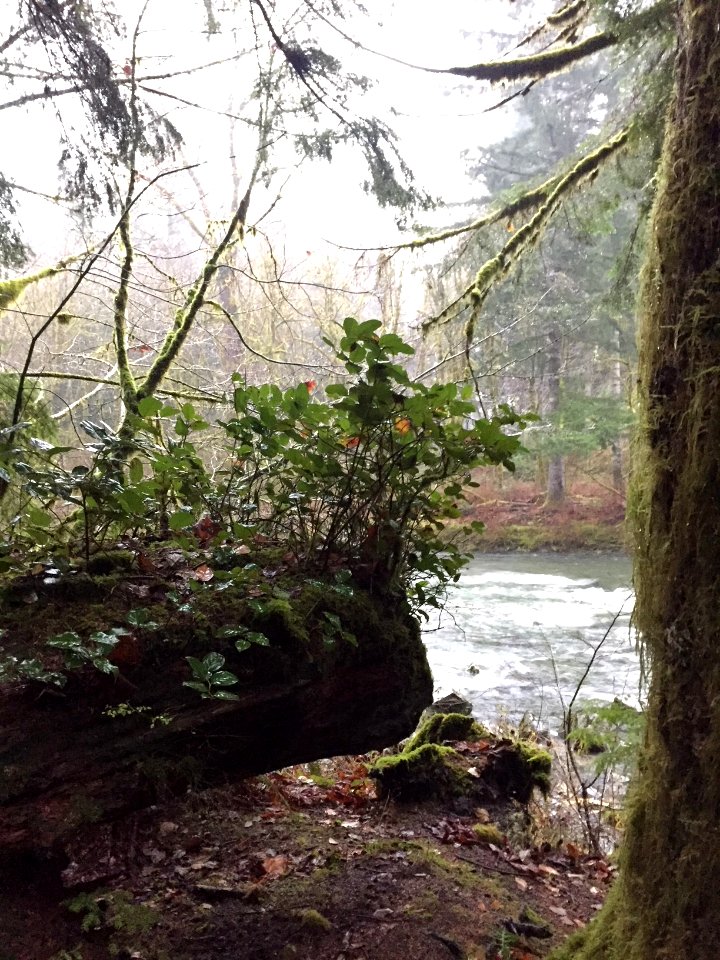 Klahowya Campground area, Olympic National Forest