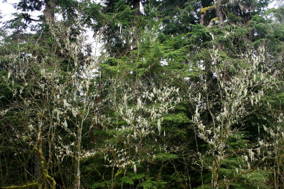 Mt. Hood NF - Tree Moss Mt. Hood NF 3