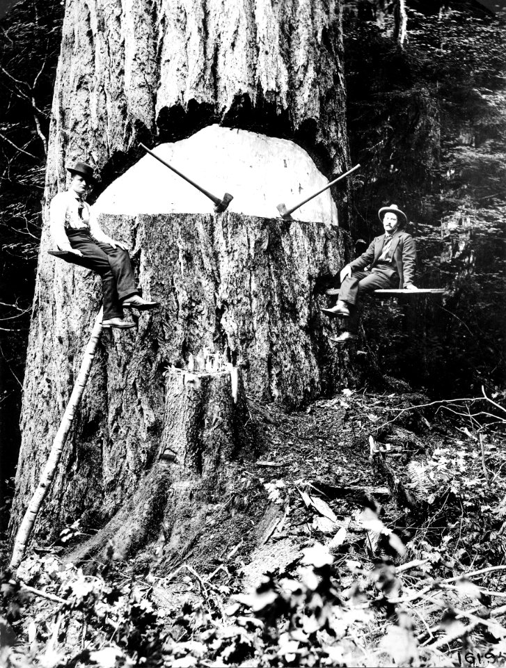 16195 Felling Largest Douglas-fir - Collier Photo, WA 1899