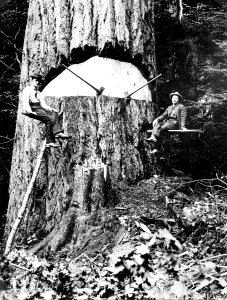 16195 Felling Largest Douglas-fir - Collier Photo, WA 1899 photo