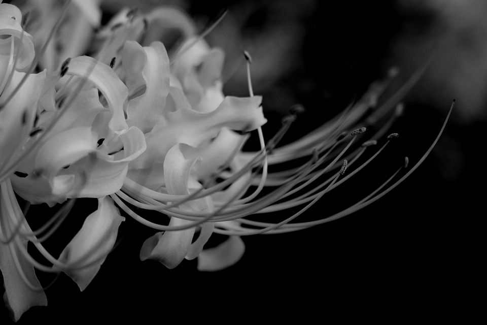 Romantic flowers black white