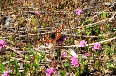 2019 Olympic Taylor's Checkerspot on Sea-blush, photo by Karen Holtrop