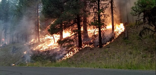 Flames climb up the hill burning underbrush on the Canyon 66 Prescribed fire